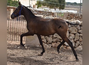 Menorquiner, Hengst, Fohlen (02/2023), 158 cm, Rappe