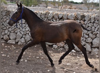 Menorquiner, Hengst, Fohlen (02/2023), 158 cm, Rappe