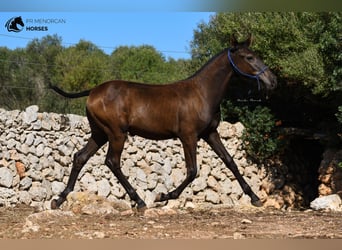 Menorquiner, Hengst, Fohlen (02/2023), 159 cm, Rappe