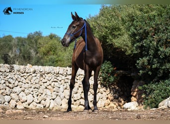 Menorquiner, Hengst, Fohlen (02/2023), 159 cm, Rappe