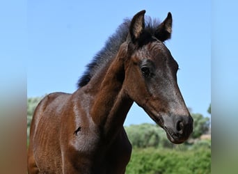 Menorquiner, Hengst, Fohlen (04/2026), 160 cm