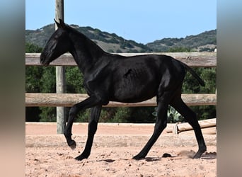 Menorquiner, Hengst, Fohlen (02/2025), 160 cm, Rappe