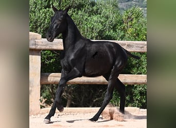 Menorquiner, Hengst, Fohlen (02/2025), 160 cm, Rappe