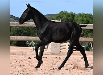 Menorquiner, Hengst, Fohlen (02/2025), 160 cm, Rappe Menorquiner, Hengst, Fohlen (02/2025), 160 cm, Rappe
