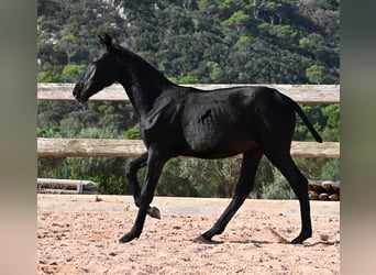 Menorquiner, Hengst, Fohlen (02/2025), 160 cm, Rappe Menorquiner, Hengst, Fohlen (02/2025), 160 cm, Rappe