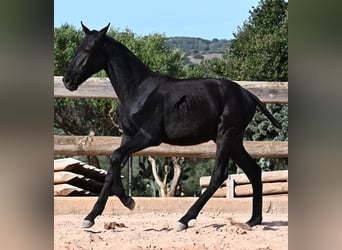 Menorquiner, Hengst, Fohlen (02/2025), 160 cm, Rappe Menorquiner, Hengst, Fohlen (02/2025), 160 cm, Rappe