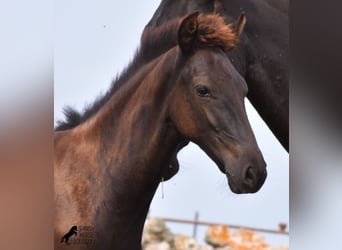 Menorquiner, Hengst, Fohlen (04/2023), 160 cm, Rappe