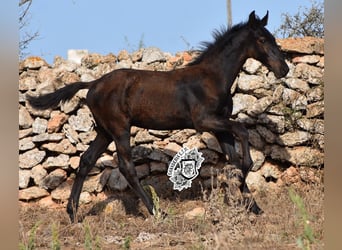 Menorquiner, Hengst, Fohlen (04/2024), 162 cm, Rappe