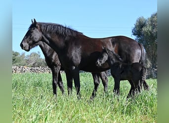 Menorquiner, Hengst, Fohlen (01/2026), 165 cm, Rappe