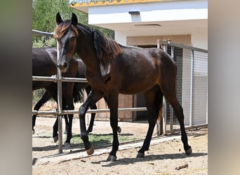 Menorquiner, Hengst, Fohlen (01/2026), 166 cm, Rappe