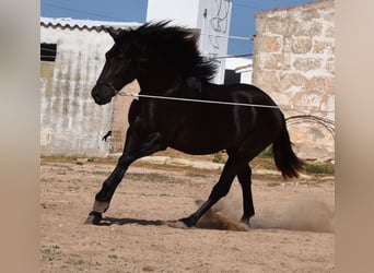 Menorquiner, Hingst, 2 år, 158 cm, Svart