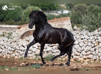 Menorquiner, Hingst, 3 år, 153 cm, Svart