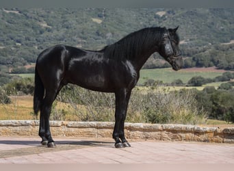 Menorquiner, Hingst, 3 år, 157 cm