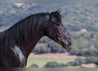 Menorquiner, Hingst, 3 år, 157 cm