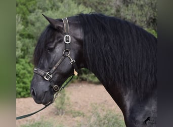 Menorquiner, Hingst, 6 år, 169 cm, Svart