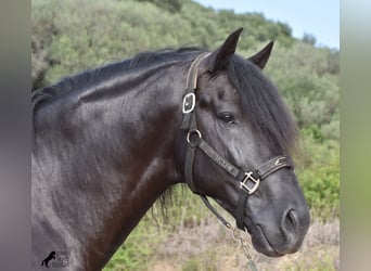 Menorquiner, Hingst, 6 år, 169 cm, Svart