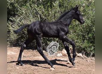 Menorquiner, Hingst, Föl (04/2024), 162 cm, Svart