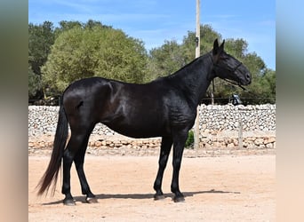 Menorquiner, Stute, 11 Jahre, 156 cm