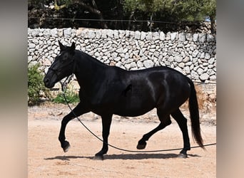 Menorquiner, Stute, 11 Jahre, 156 cm