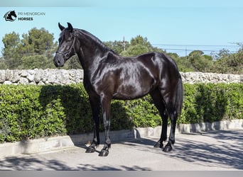Menorquiner, Stute, 11 Jahre, 159 cm, Rappe