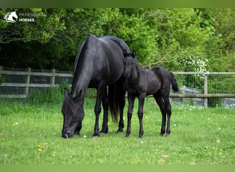 Menorquiner, Stute, 11 Jahre, 159 cm, Rappe