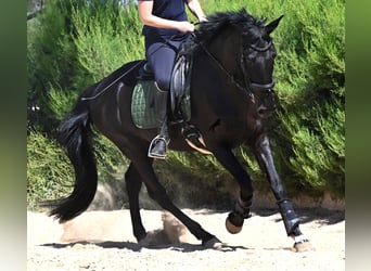 Menorquiner, Stute, 12 Jahre, 158 cm, Rappe