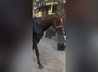 Menorquiner, Stute, 13 Jahre, 165 cm, Fuchs