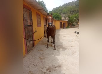 Menorquiner, Stute, 13 Jahre, 165 cm, Fuchs
