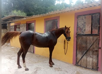 Menorquiner, Stute, 13 Jahre, 165 cm, Fuchs