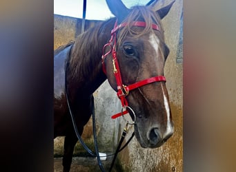 Menorquiner, Stute, 13 Jahre, 165 cm, Fuchs