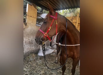 Menorquiner, Stute, 13 Jahre, 165 cm, Fuchs