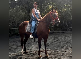 Menorquiner, Stute, 13 Jahre, 165 cm, Fuchs