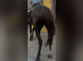 Menorquiner, Stute, 13 Jahre, 165 cm, Fuchs