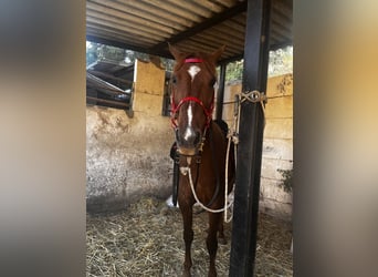 Menorquiner, Stute, 13 Jahre, 165 cm, Fuchs
