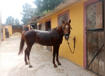 Menorquiner, Stute, 13 Jahre, 165 cm, Fuchs