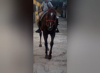 Menorquiner, Stute, 13 Jahre, 165 cm, Fuchs