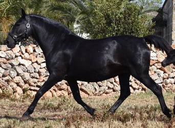 Menorquiner, Stute, 17 Jahre, 165 cm, Rappe