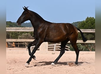Menorquiner, Stute, 1 Jahr, 156 cm, Rappe