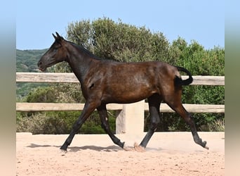 Menorquiner, Stute, 1 Jahr, 156 cm, Rappe