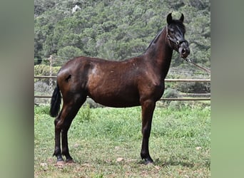 Menorquiner, Stute, 1 Jahr, 156 cm, Rappe