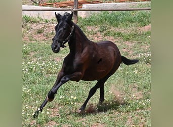 Menorquiner, Stute, 1 Jahr, 156 cm, Rappe