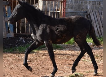 Menorquiner, Stute, 1 Jahr, 157 cm, Rappe