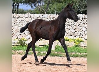 Menorquiner, Stute, 1 Jahr, 160 cm, Rappe