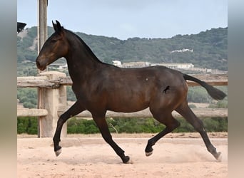 Menorquiner, Stute, 1 Jahr, 162 cm, Rappe