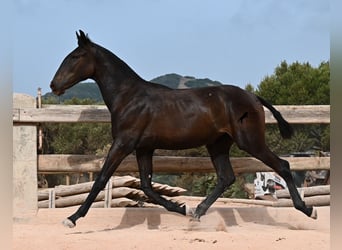 Menorquiner, Stute, 1 Jahr, 162 cm, Rappe