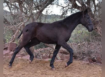 Menorquiner, Stute, 1 Jahr, 162 cm, Rappe