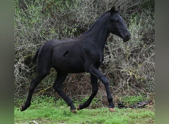 Menorquiner, Stute, 1 Jahr, 163 cm