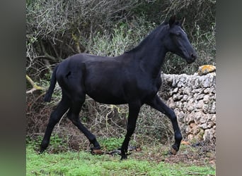 Menorquiner, Stute, 1 Jahr, 163 cm