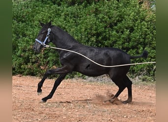 Menorquiner, Stute, 1 Jahr, 165 cm, Rappe