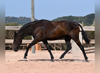 Menorquiner, Stute, 2 Jahre, 154 cm, Rappe
